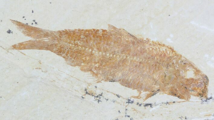 Knightia Fossil Fish - Wyoming #55326